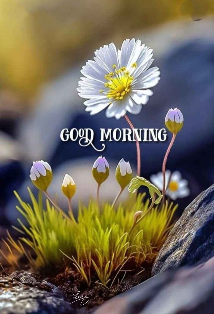 good morning images aesthetic