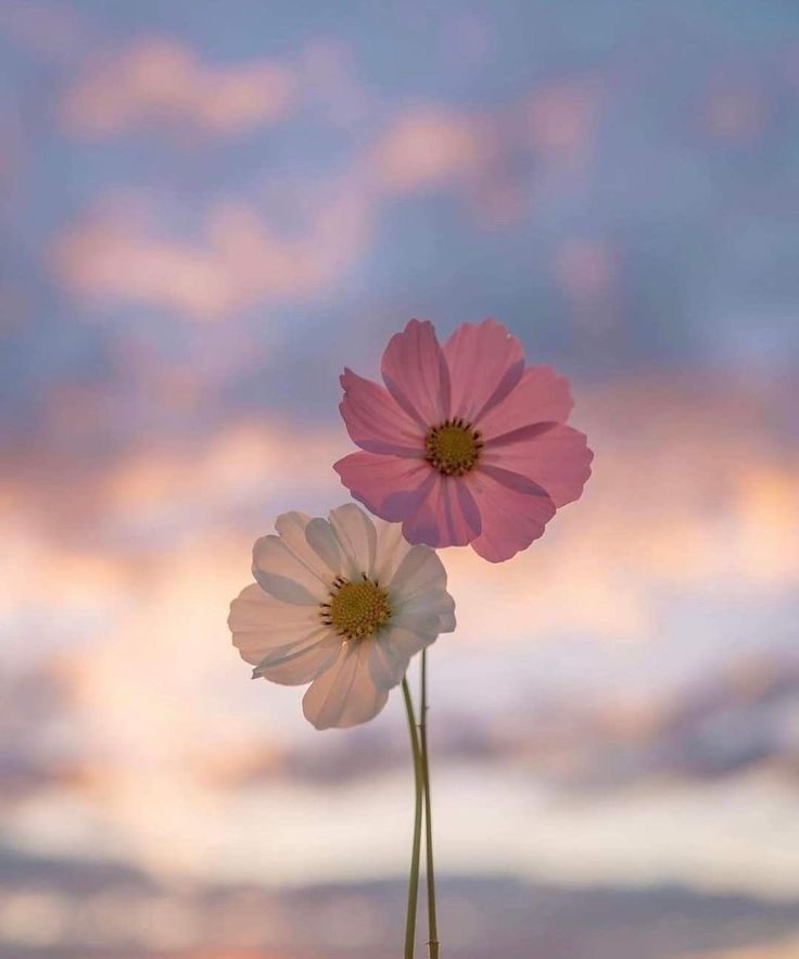 whatsapp dp download